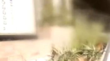 徹底的に説得したら根負けして密会交尾を受け入れた若妻W